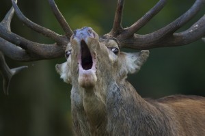 Create meme: deer animal, horned deer, deer