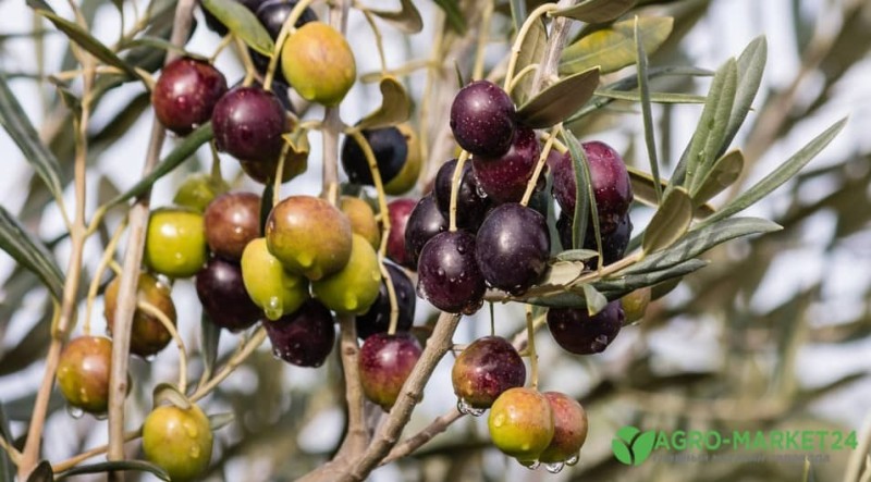 Create meme: the olive tree, The Kalamata olive tree, European olive