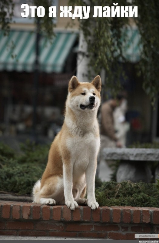 Create meme: Hachiko Idun, akita inu, meme hah 