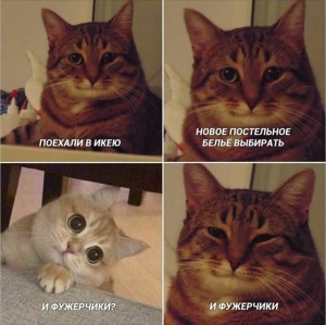 Создать мем: довольный кот мем, мемы с текстом с котами, кот мем