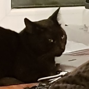 Создать мем: кошечка, кот, чёрная кошка