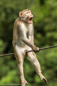 Create meme: wildlife, macaque monkey, funny monkey