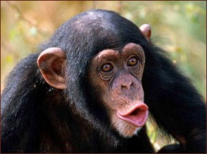 Create meme: female chimpanzee, chimpanzee, the common chimpanzee