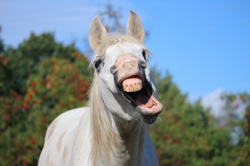 Create meme: the horse smiles, horse , funny horse face