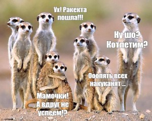 Create meme: meerkat funny, a pack of meerkats, meerkats