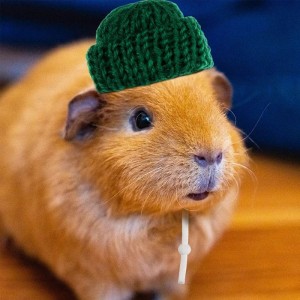 Create meme: guinea pig, Guinea pig, private