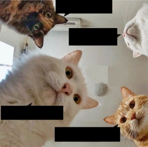 Создать мем: кошка, кот мем, котики