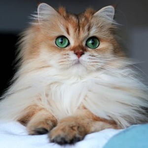 Создать мем: британская длинношерстная кошка смузи, красивые кошки, кошка пушистая