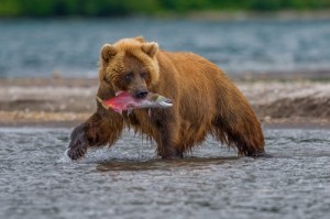 Создать мем: добыча, дикие животные, животные дикие