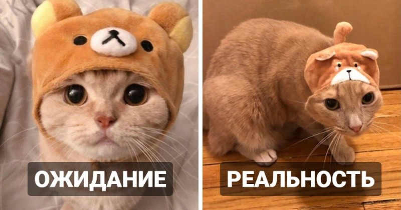 Create meme: expectation and reality , seals , adorable kittens