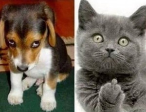 Create meme: dogs and cats, when scolding the dog and when the curse of the cat, when scolding the dog and cat