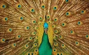 Create meme: the peacock's tail, painting peacock, peacock