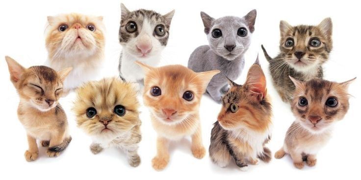 Создать мем: кот, кошки милые, домашние животные