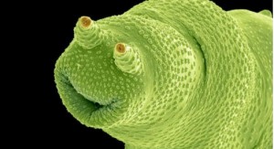 Create meme: mikroskop, rotifers, microcosm