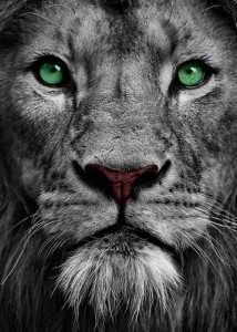 Create meme: animals, Wallpapers for iphone the lion, Screensaver on your desktop