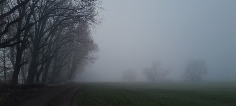 Create meme: morning fog , fog in the forest, in the fog