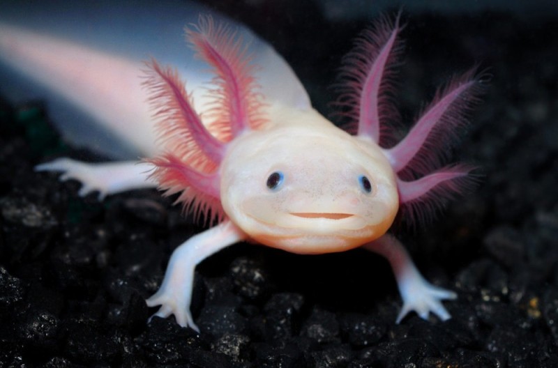 Create meme: the axolotl , axolotl fish, axolotl axolotl