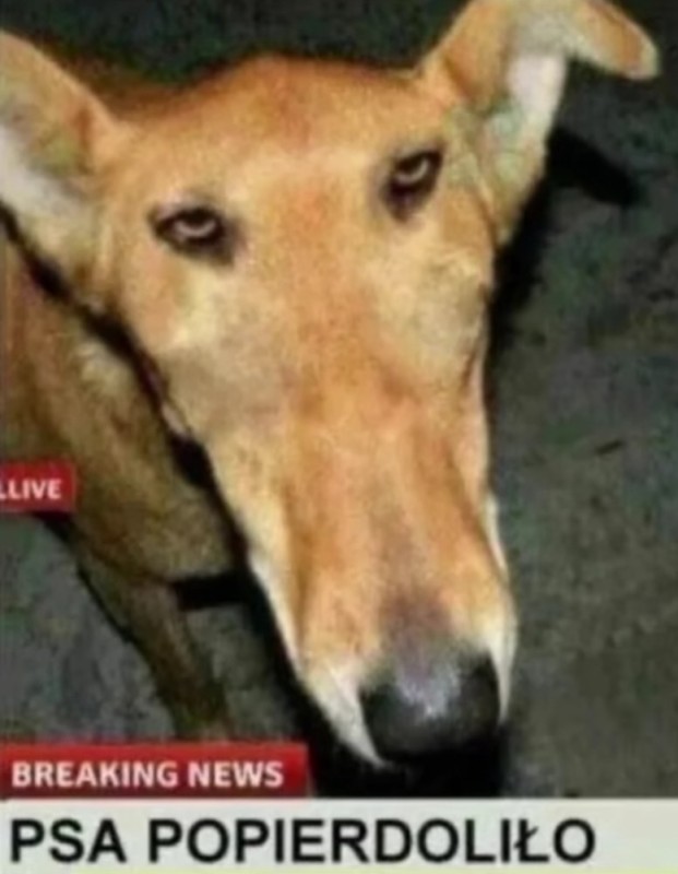 Create meme: memes with dogs, drunk dog , greyhound dog meme