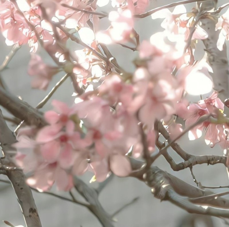 Create meme: sakura pastel colors, sakura pastel, spring Sakura 
