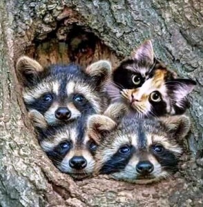 Create meme: raccoon cute, raccoon gargle, animals raccoon