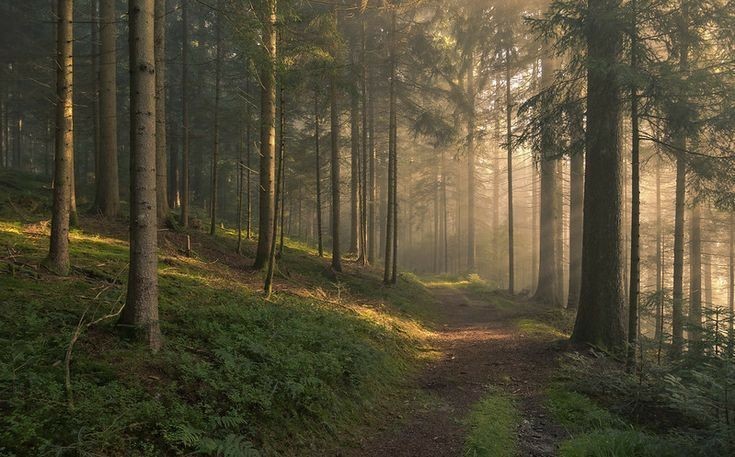 Создать мем: лесной пейзаж, природа лес, лес красота