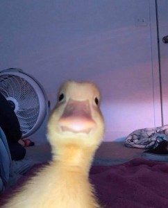 Create meme: duck, duck