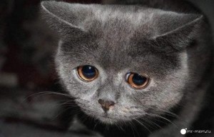 Создать мем: печальный котик, котенок с грустными глазами мем, грустная кошка