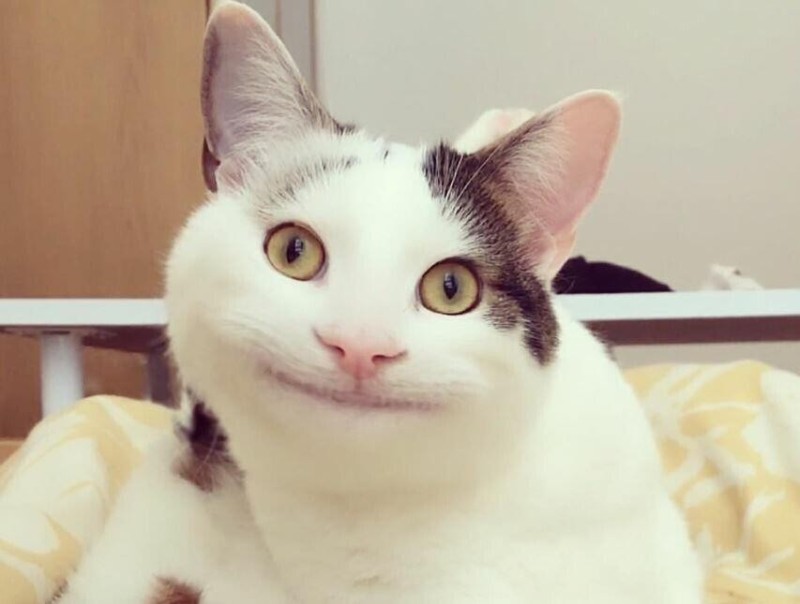 Создать мем: кот из мема, кот смешной, улыбающийся кот мем