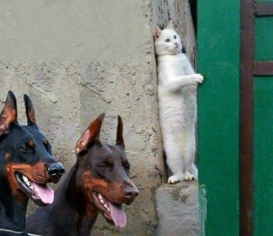 Создать мем: два добермана и кот за углом, собака доберман, доберман порода
