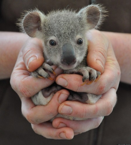 Create Meme Baby Koala Baby Koala Koala Bear Baby Animals Pictures Meme Arsenal Com