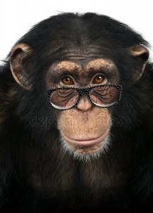 Создать мем: шимпанзе фото на камее, шимпанзе face, chimp