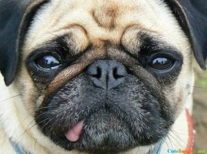 Create meme: dog in the snow, pug vomiting green and brown, pug with tongue photo