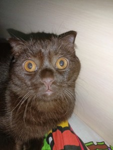 Создать мем: бомбейская кошка, черный кот в шоке, британская шоколадная кошка