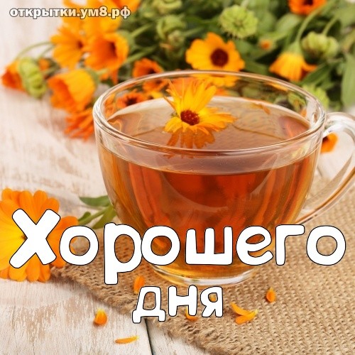 Create meme: calendula tea, calendula flower, calendula
