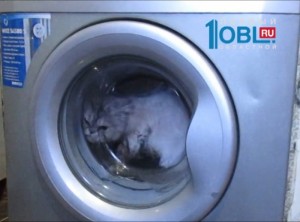 Create meme: the washer, washing machine, the cat in the dryer