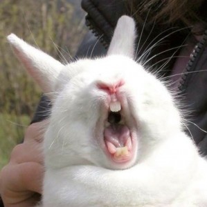 Создать мем: злой кролик, орущий заяц, кричащий кролик
