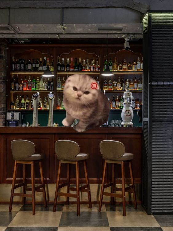 Создать мем: кот на барной стойке, кот, бар для котов