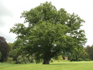 Create meme: oak, oak