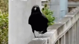 Создать мем: crow, смешная ворона, ворона походка