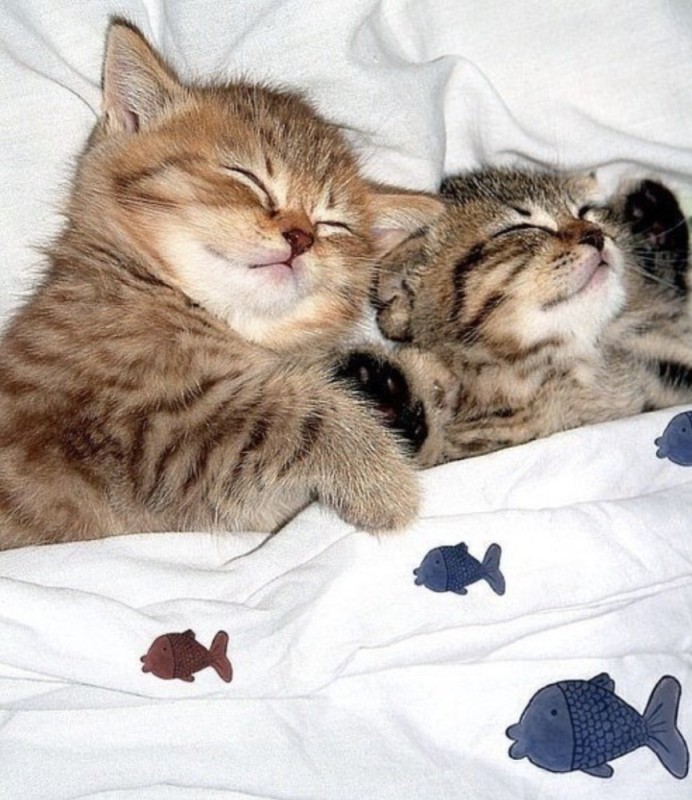 Create meme: kitten good night, cute sleeping cats, sweet dreams kitten 