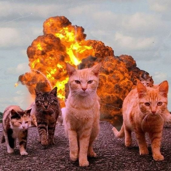 Создать мем: стая котов, кошки правят миром, взрыв
