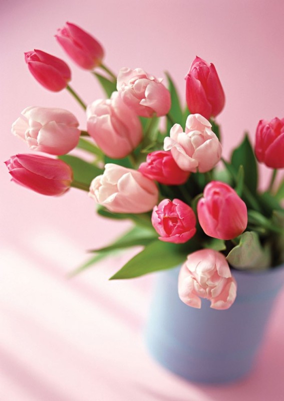 Create meme: international women's day , March 8 beautiful greetings, tulips on a pink background