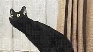 Создать мем: черный кот, нихуя себе ебануться кот, кот