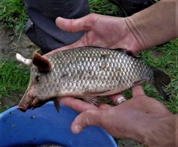 Create meme: schweinokaras, carp fish, carp crucian