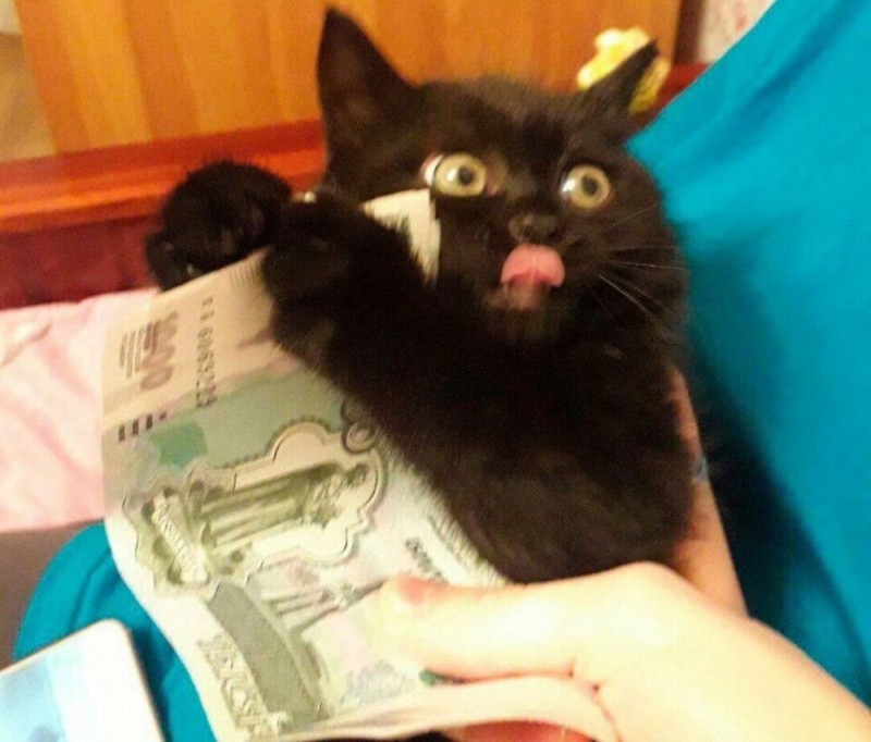 Create meme: cat with money , black cat with money, cat boop