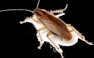Create meme: the cockroach home, red cockroach, cockroach