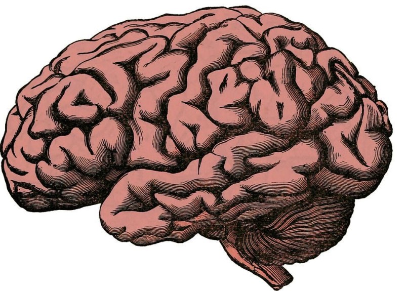 Создать мем: большой мозг, рисунок мозга, мозг человека рисунок