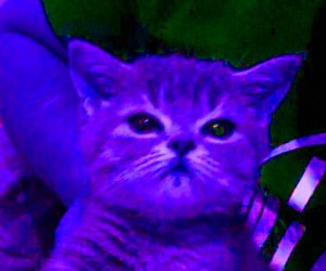 Создать мем: кошка неон, котики, фиолетовая эстетика котик