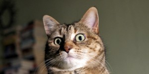 Create meme: surprised cat, lolcats, the surprise of the cat
