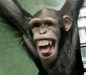 Создать мем: тупая обезьяна, шимпанзе улыбается, обезьяна пугает